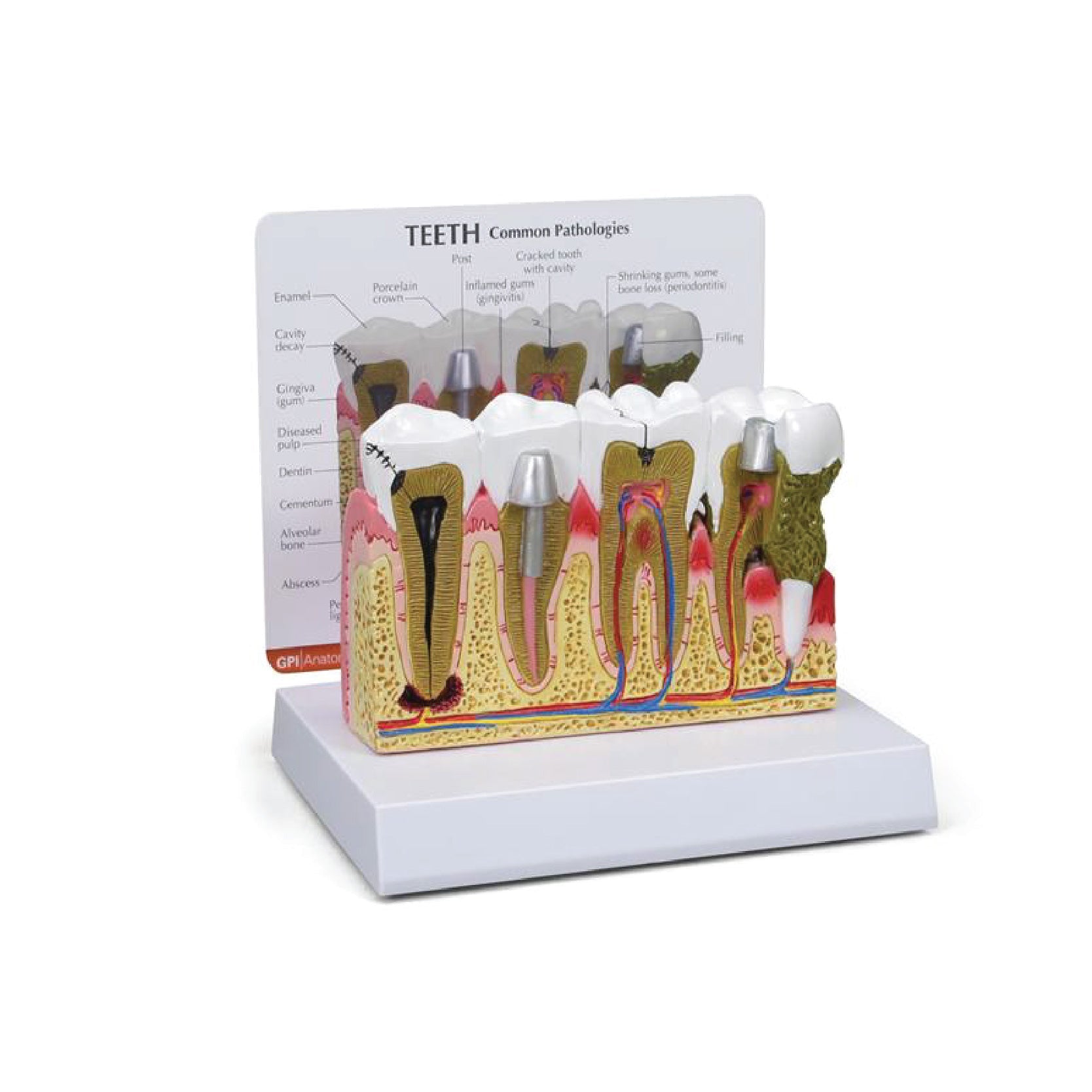 Dental Education Materials